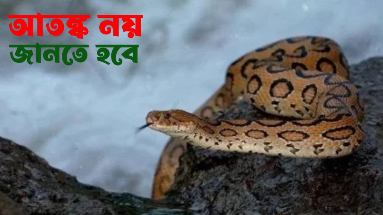 Read more about the article রাসেলস ভাইপার নিয়ে সামাজিক যোগাযোগমাধ্যমে যত গুজব