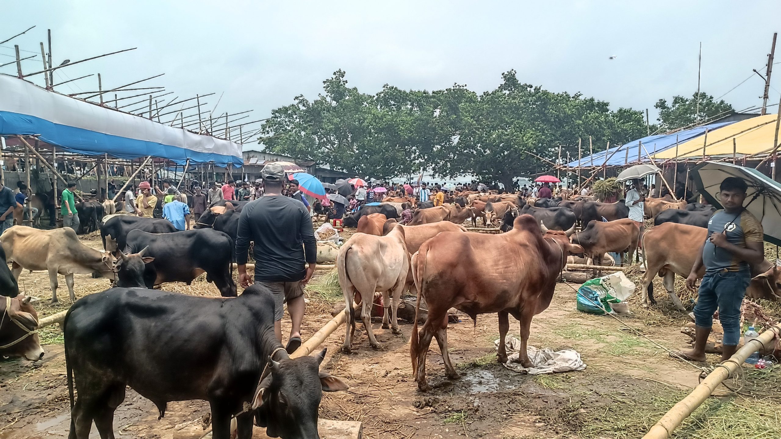 Read more about the article শেষ মুহুর্তে পাহাড়ে জমে উঠেছে কোরবানির পশুরহাট